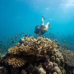 From Cairns: Frankland Island All-Inclusive Day Tour - Who Will Love This Tour?