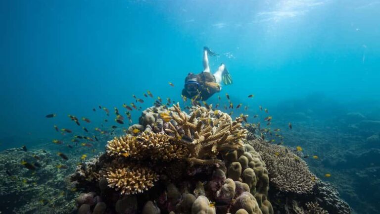 From Cairns: Frankland Island All-Inclusive Day Tour - Who Will Love This Tour?