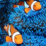 From Cairns: Frankland Islands Express Tour - What Makes This Tour Stand Out?