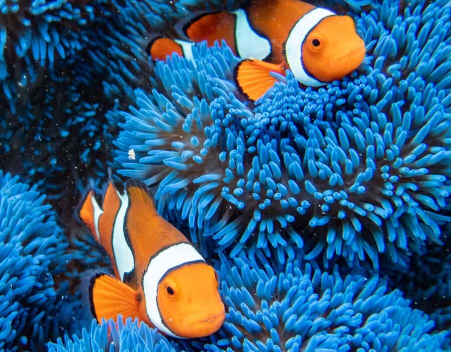 From Cairns: Frankland Islands Express Tour - What Makes This Tour Stand Out?  