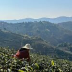 From Chengdu: Tea Garden, Bamboo Weaving & Ancient Town Tour - The Experience Provider: Wayeast Travel