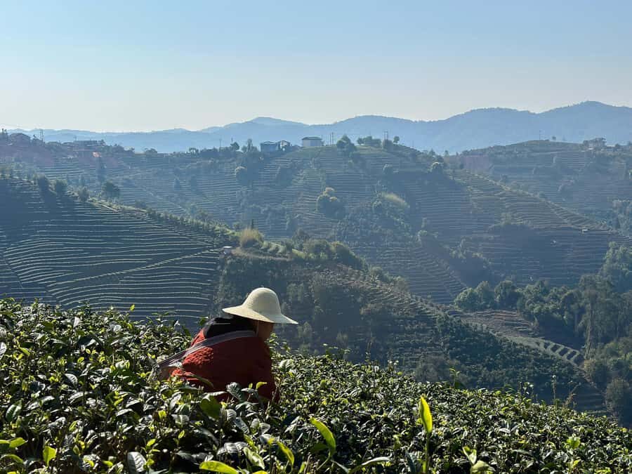 From Chengdu: Tea Garden, Bamboo Weaving & Ancient Town Tour - The Experience Provider: Wayeast Travel