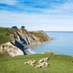 From Christchurch: Sheep Farm Experience with Lunch & Winery - Practical Details: What You Need to Know