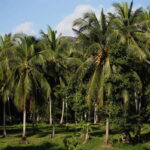 From Colombo: 10 Day Sri Lanka Tour with Guide and Hotel - A Detailed Look at the Itinerary