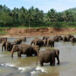 From Colombo: Kandy and Pinnawala Orphanage Short Excursions - What We Love and What to Watch Out For