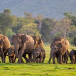From Colombo: Sigiriya / Dambulla & Safari Day Tour - What Does This Tour Really Offer?