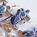 From Colombo to Galle Fort and Unawatuna Beach Day Trip - Practical Details and Value