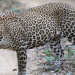 From Colombo: Wilpattu National Park Safari - The Itinerary: A Day in the Wild