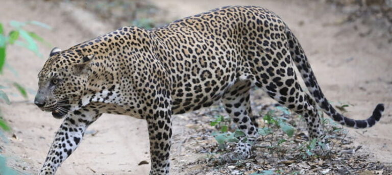 From Colombo: Wilpattu National Park Safari - The Itinerary: A Day in the Wild