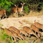 From Colombo : Yala National Park Safari With Tickets - Is This Tour Worth It?