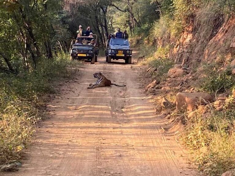 From Delhi: 3 Days Golden Triangle Tour With Tiger Safari - The Practicalities and What You Should Know