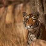 From Delhi: 4-Day Golden Triangle & Ranthambore Safari Tour - Who is this tour best suited for?