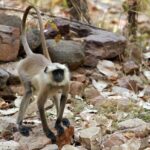 From Delhi 5 Days Private Golden Triangle Tour With Ranthambore - Practical Details and What to Expect