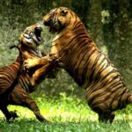 From Delhi: Delhi Ranthambore 3 Days private Tour - Why This Tour Stands Out