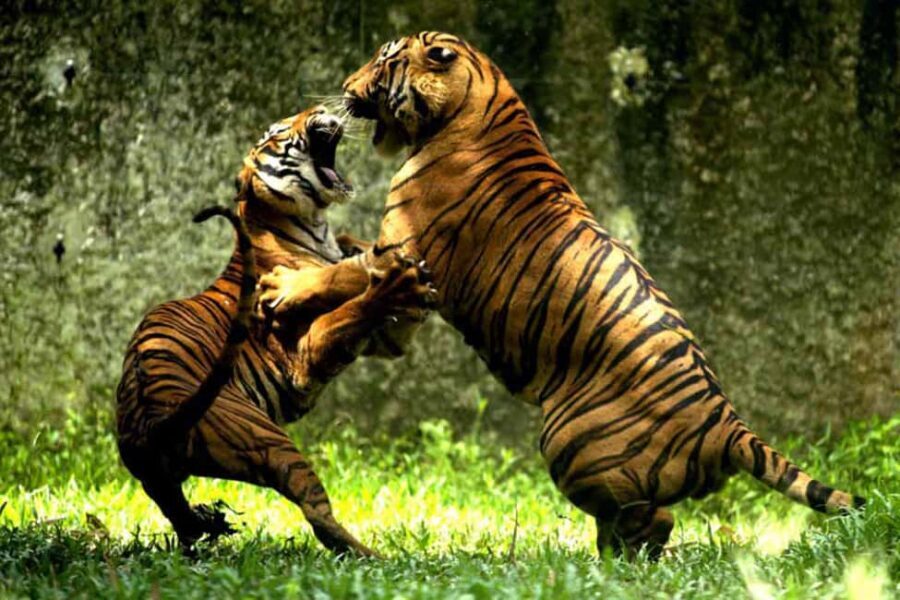 From Delhi: Delhi Ranthambore 3 Days private Tour - How the Itinerary Unfolds