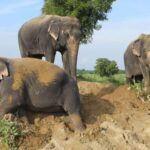 From Delhi : Elephant Conservation and Care Centre -Wildlife - Who Will Love This Experience?