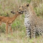 From Delhi: Full-Day Jaipur Tour with Jhalana Safari - Transportation and Timing