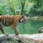 From Delhi: Jim Corbett National Park Tour by Car - Safari Experience: What Wildlife Will You Encounter?