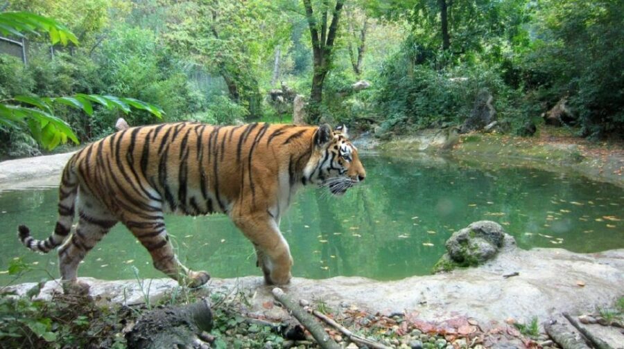From Delhi: Jim Corbett National Park Tour by Car - Safari Experience: What Wildlife Will You Encounter?