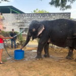 From Delhi: Taj Mahal Sunrise and Elephant Conservation Tour - Final Thoughts: Is This Tour Worth It?