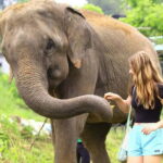 From Delhi: Taj Mahal Sunrise and Elephant Conservation Tour - What the Tour Includes and Excludes