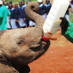 From Delhi: Taj Mahal Sunrise and Elephant Wildlife SOS Tour - The Journey Begins: Early Morning Pickup and Travel