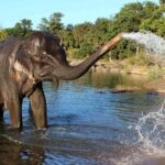 From Delhi: Taj Mahal Sunrise Tour & Elephant Conservation - The Practicalities