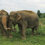 From Delhi: Taj Mahal Sunrise Tour w/ Elephant Conservation - The Practicalities — What’s Included and What to Keep in Mind