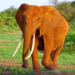 From Delhi: Taj Mahal Sunrise Tour w/ Elephant Conservation - The Value and Practicalities