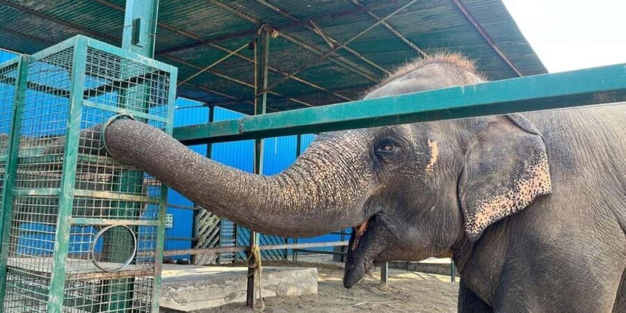 From Delhi: Taj Mahal Sunrise Tour w/ Elephant Conservation - Practical Details & What You Should Know