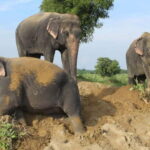 From Delhi: Taj Mahal Tour with Elephant Conservation Centre - What’s Included and What’s Not