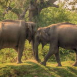 From Ella: 2-Day Yala Park Safari & Transfer to Beach - Transportation & Comfort