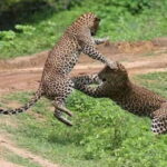 From Ella: 2-Day Yala Park Safari with Arugam Bay Drop-off - The Value of This Safari Experience