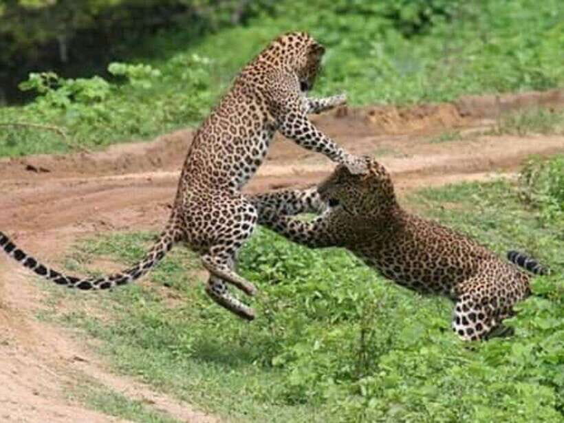 From Ella: 2-Day Yala Park Safari with Arugam Bay Drop-off - The Value of This Safari Experience