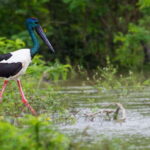 From Ella: Shuttle to Tangalle/Hiriketiya with Yala Safari - What’s Included and What’s Not