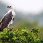 From Ella: Shuttle to Tangalle/Hiriketiya with Yala Safari - Who This Tour Is Perfect For