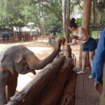 From: Ella - Udawalawe Safari - Hiriketiya - Who is this tour best suited for?