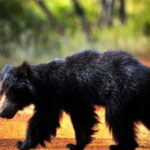 From Ella: Udawalawe & Yala National Parks 2-Day Tour - Value and Practicality