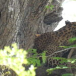 From Ella: Yala National Park Safari & back to Ella - Who Should Consider This Tour?