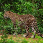 From Ella: Yala Safari with Tangalle/Mirissa/Galle Drop-off - The Itinerary: A Closer Look
