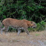 From Ella - Yala Safari with Transfer Option to Other Locations - Authentic Insights from Travelers