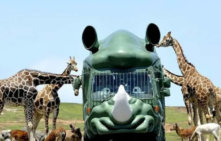 From Fukuoka: Yufuin, Beppu, Wildlife Park & Onsen Day Trip - Who Will Love This Tour?