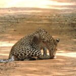 From Galle: All Inclusive Half Day Safari in Yala -Private - An In-Depth Look at the Safari Itinerary