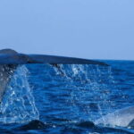 From Galle: All Inclusive Whales & Dolphin Watching Tour - A Closer Look at the Itinerary