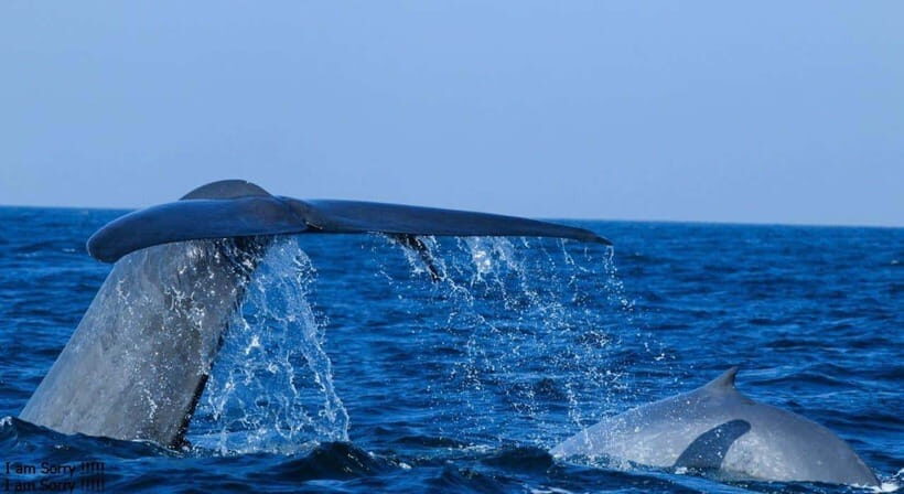 From Galle: All Inclusive Whales & Dolphin Watching Tour - A Closer Look at the Itinerary