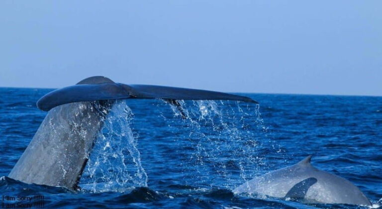 From Galle: All Inclusive Whales & Dolphin Watching Tour - An In-Depth Look at the Experience