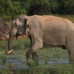 From Galle/ Mirissa/ Tangalle : Udawalawa Safari & Drop Ella - Practical Tips for Your Trip