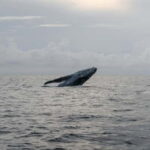 From Galle: Mirissa Whale and Dolphin Watching Boat Ride - Why This Tour Offers Good Value