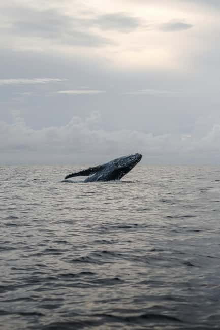 From Galle: Mirissa Whale and Dolphin Watching Boat Ride - Why This Tour Offers Good Value