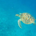 From Gili Trawangan & Gili Air Snorkeling Trip Sharing & Private - The Equipment and Comfort Level